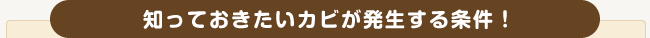 知っておきたいカビが発生する条件！