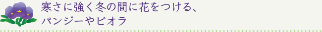 寒さに強く冬の間に花をつける、パンジーやビオラ